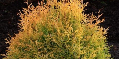 Thuja reingold (reingold, rheingold) western: fotografija i opis, recenzije